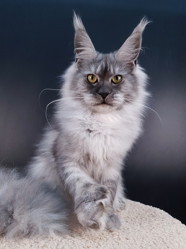 Dana  Akbars (polydactyl) 66/66 - Junior maine-coon 7.5 months