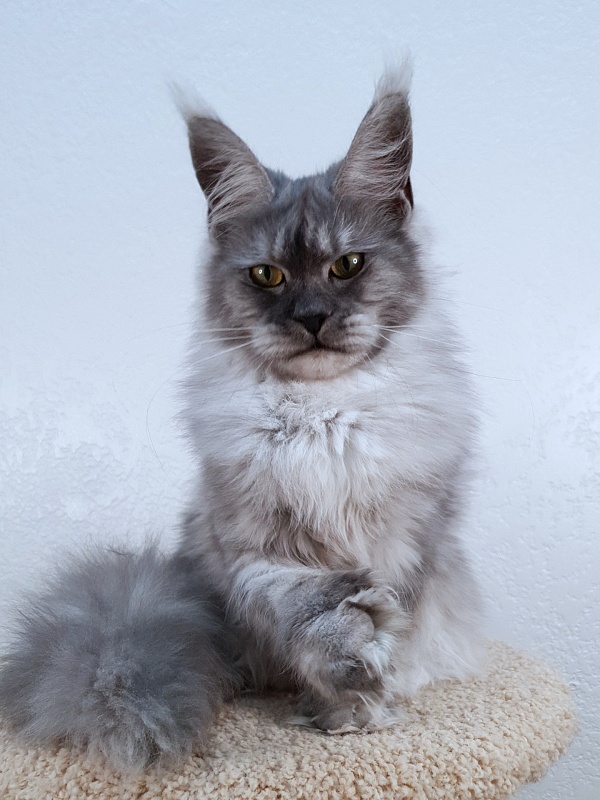 Dana  Akbars (polydactyl) 66/66 - Junior maine-coon 7.5 months