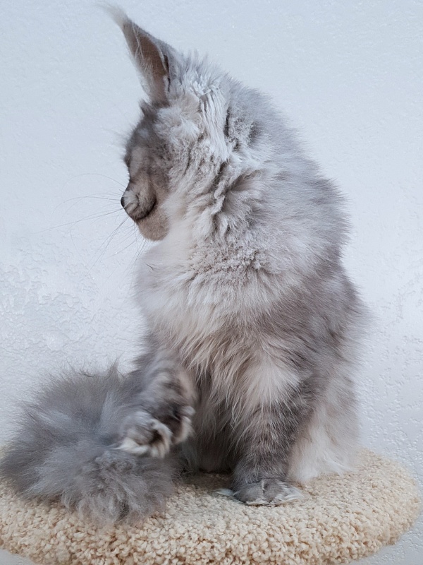 Dana  Akbars (polydactyl) 66/66 - Junior maine-coon 7.5 months