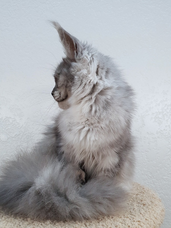 Dana  Akbars (polydactyl) 66/66 - Junior maine-coon 7.5 months
