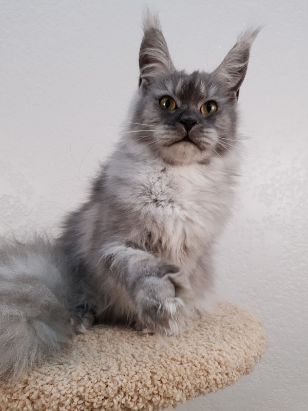 Dana  Akbars (polydactyl) 66/66 - Junior maine-coon 7.5 months