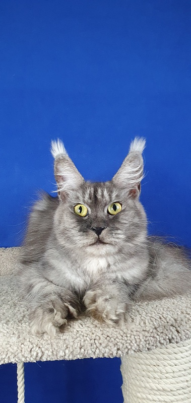 Dana  Akbars (polydactyl) 66/66 - Adult maine-coon 2 years 5 months 1.5 week