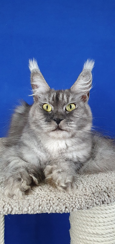 Dana  Akbars (polydactyl) 66/66 - Adult maine-coon 2 years 5 months 1.5 week
