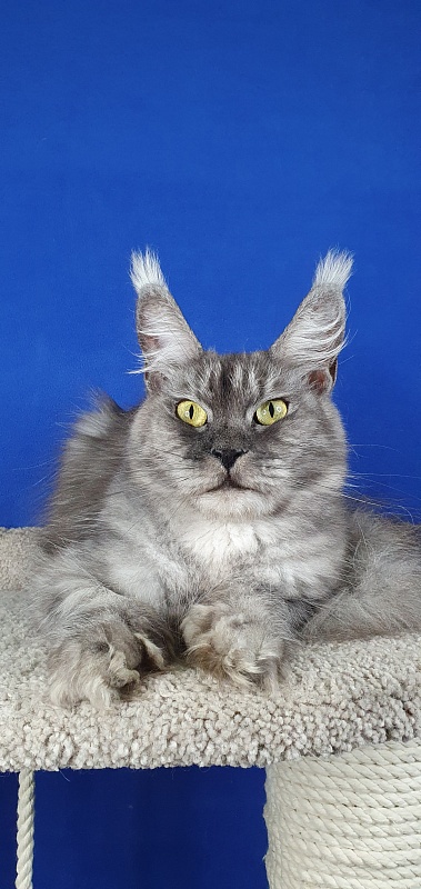 Dana  Akbars (polydactyl) 66/66 - Adult maine-coon 2 years 5 months 1.5 week