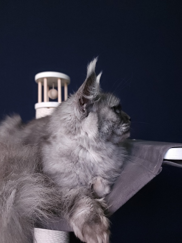 Dana  Akbars (polydactyl) 66/66 - Adult maine-coon 2.5 years 3.5 weeks