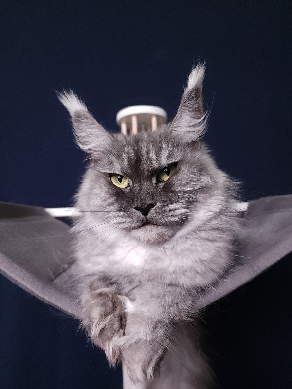 Dana  Akbars (polydactyl) 66/66 - Adult maine-coon 2.5 years 3.5 weeks