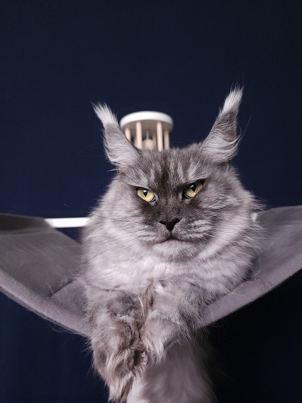 Dana  Akbars (polydactyl) 66/66 - Adult maine-coon 2.5 years 3.5 weeks