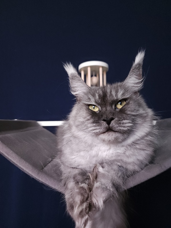 Dana  Akbars (polydactyl) 66/66 - Adult maine-coon 2.5 years 3.5 weeks