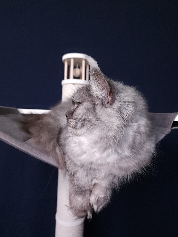 Dana  Akbars (polydactyl) 66/66 - Adult maine-coon 2.5 years 3.5 weeks