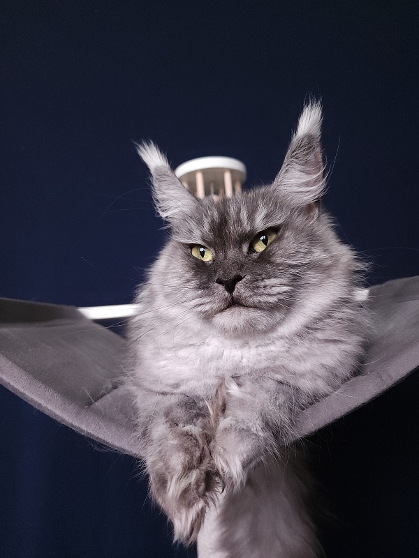 Dana  Akbars (polydactyl) 66/66 - Adult maine-coon 2.5 years 3.5 weeks