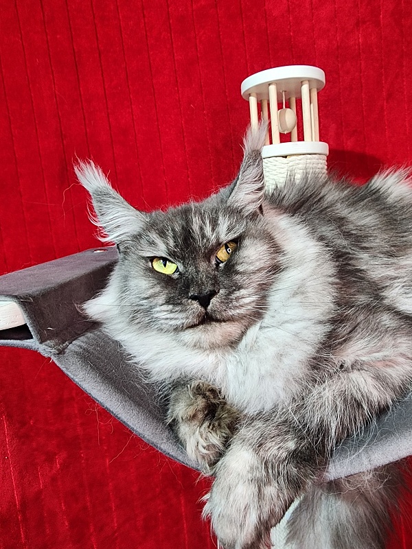 Dana  Akbars (polydactyl) 66/66 - Adult maine-coon 3 years 3 months