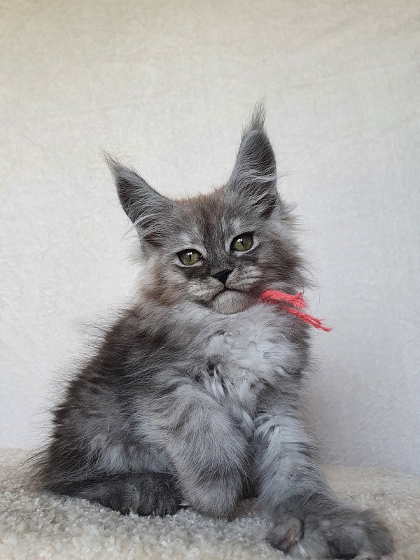 Dana  Akbars (polydactyl) 66/66 - Kitten maine-coon 2 months