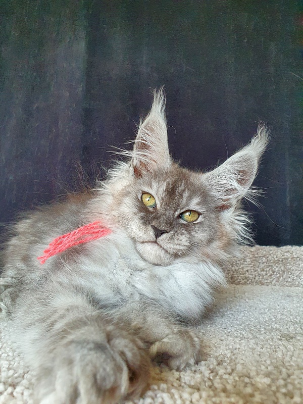 Dana  Akbars (polydactyl) 66/66 - Kitten maine-coon 2.5 months