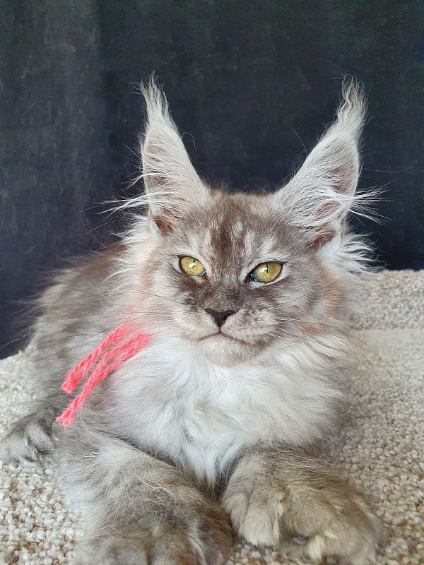 Dana  Akbars (polydactyl) 66/66 - Kitten maine-coon 2.5 months