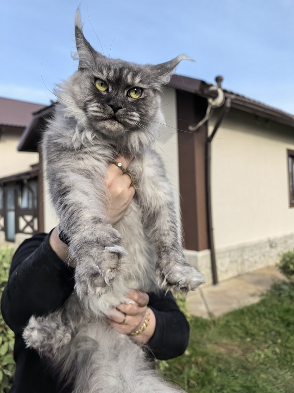 Dana  Akbars (polydactyl) 66/66 - Adult maine-coon 3.5 years 1 week