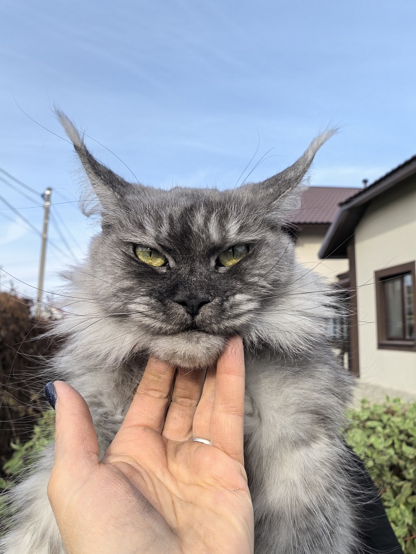 Dana  Akbars (polydactyl) 66/66 - Adult maine-coon 3.5 years 1 week