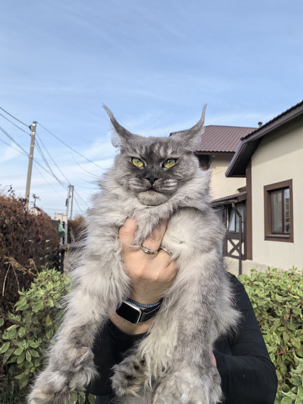 Dana  Akbars (polydactyl) 66/66 - Adult maine-coon 3.5 years 1 week