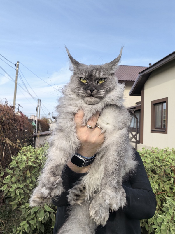 Dana  Akbars (polydactyl) 66/66 - Adult maine-coon 3.5 years 1 week