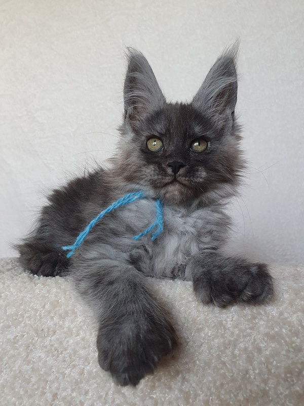 Darina  Akbars (polydactyl)67/66 - Kitten maine-coon 1 month 4 weeks