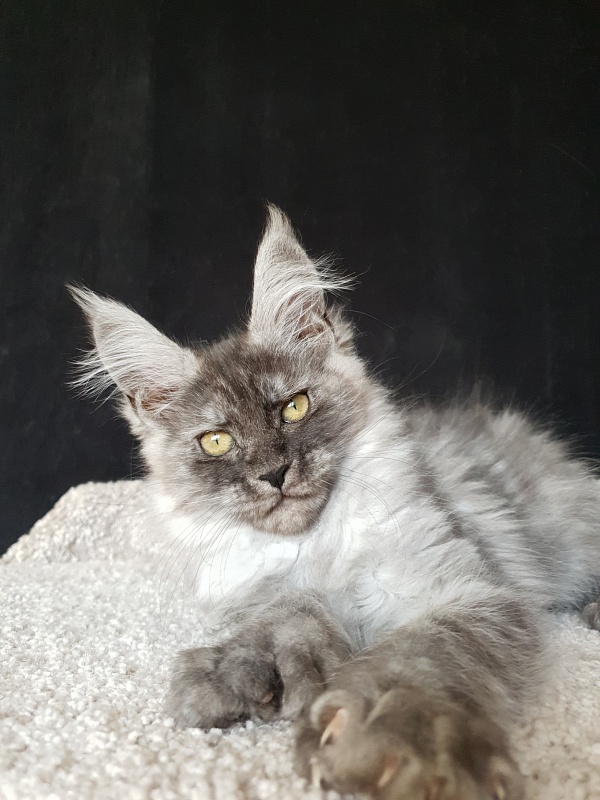 Darina  Akbars (polydactyl)67/66 - Kitten maine-coon 2 months 2 weeks