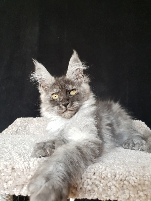 Darina  Akbars (polydactyl)67/66 - Kitten maine-coon 2 months 2 weeks