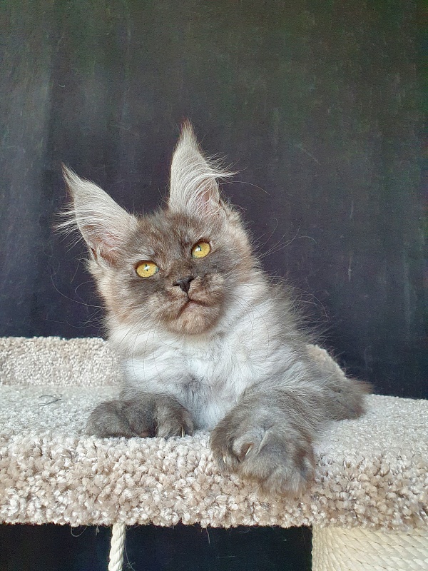 Darina  Akbars (polydactyl)67/66 - Kitten maine-coon 2 months 2 weeks