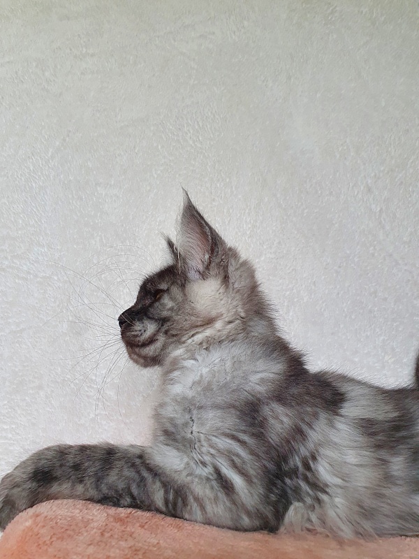 Darina  Akbars (polydactyl)67/66 - Kitten maine-coon 3 months 1 week