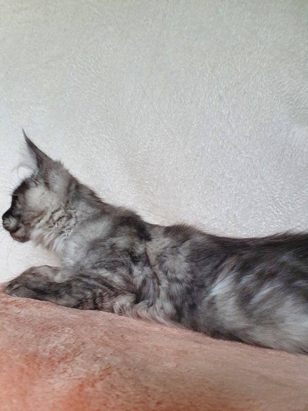 Darina  Akbars (polydactyl)67/66 - Kitten maine-coon 3 months 1 week