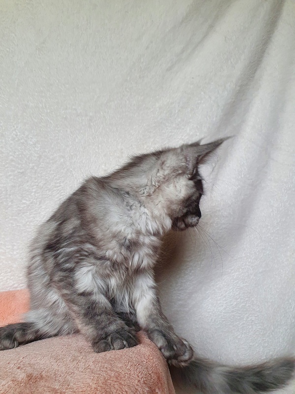 Darina  Akbars (polydactyl)67/66 - Kitten maine-coon 3 months 1 week