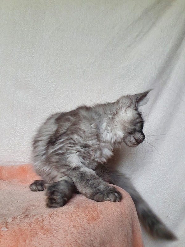 Darina  Akbars (polydactyl)67/66 - Kitten maine-coon 3 months 1 week
