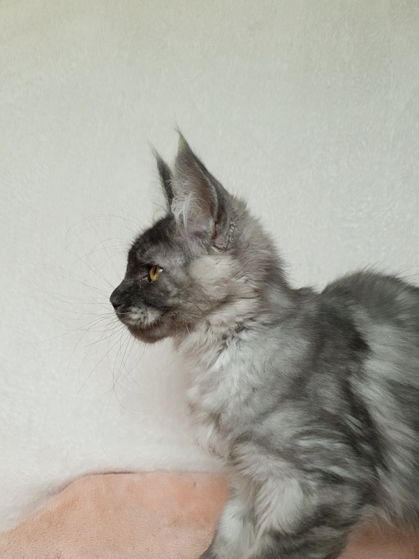 Darina  Akbars (polydactyl)67/66 - Kitten maine-coon 3 months 1 week