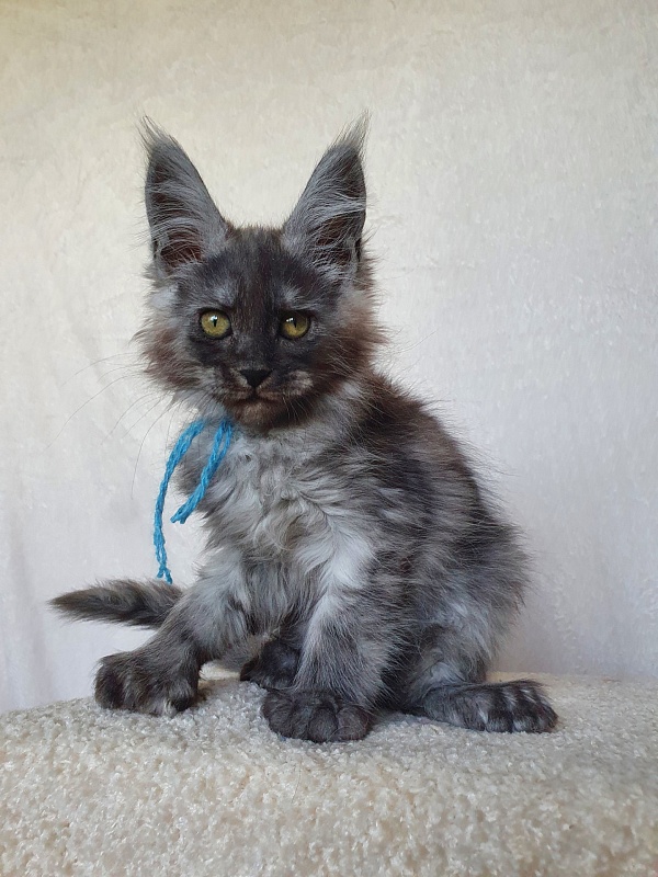 Darina  Akbars (polydactyl)67/66 - Kitten maine-coon 1 month 4 weeks