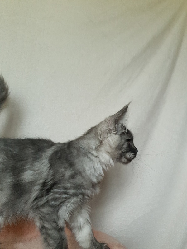 Darina  Akbars (polydactyl)67/66 - Kitten maine-coon 3 months 1 week