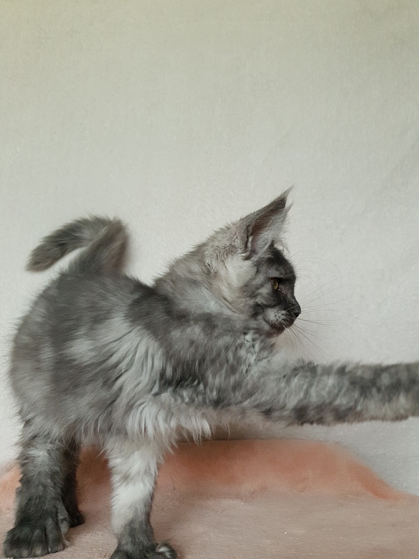 Darina  Akbars (polydactyl)67/66 - Kitten maine-coon 3 months 1 week