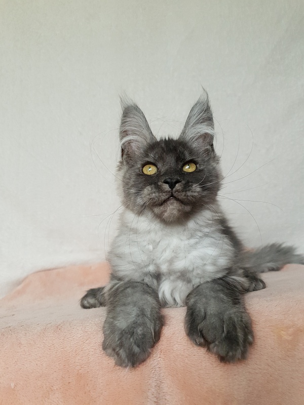 Darina  Akbars (polydactyl)67/66 - Kitten maine-coon 3 months 1 week