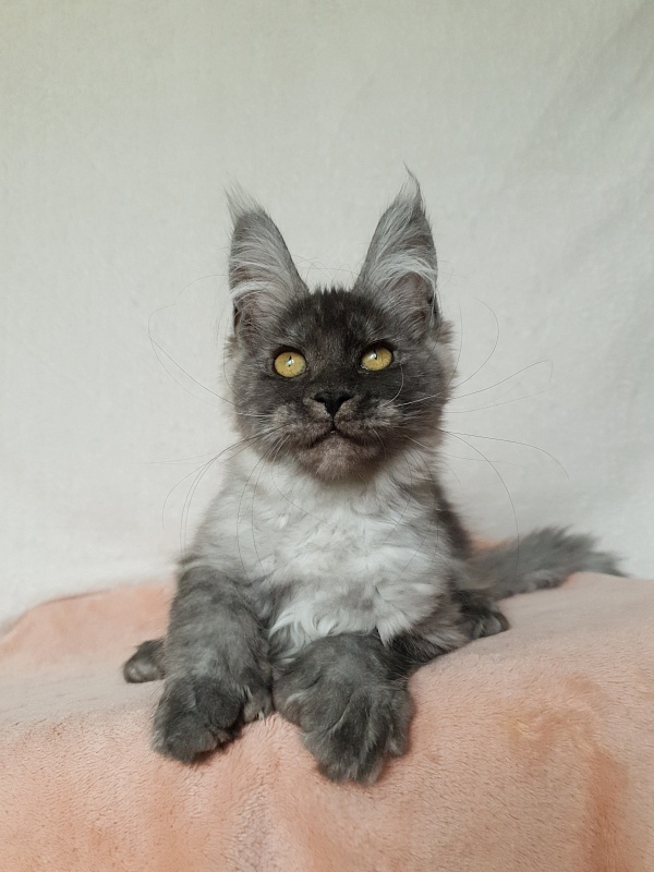 Darina  Akbars (polydactyl)67/66 - Kitten maine-coon 3 months 1 week