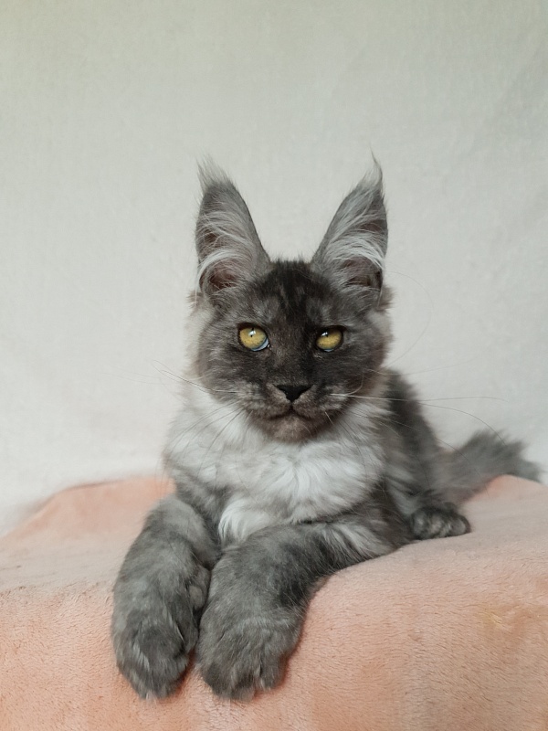 Darina  Akbars (polydactyl)67/66 - Kitten maine-coon 3 months 1 week
