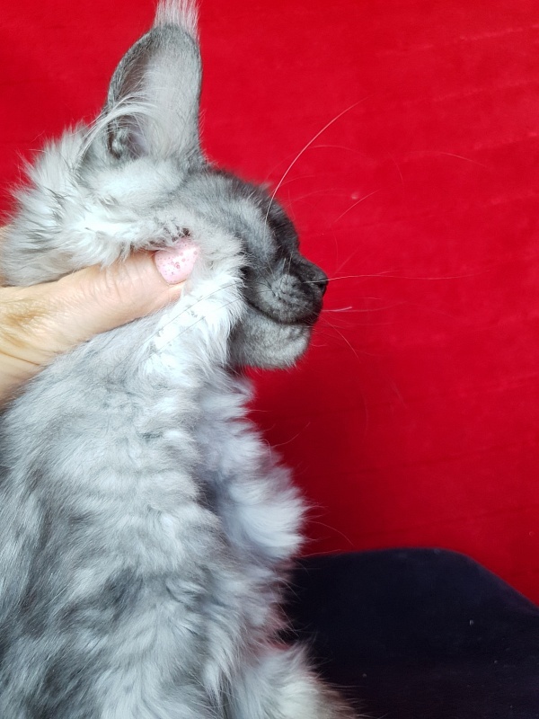 Darina  Akbars (polydactyl)67/66 - Kitten maine-coon 3 months 2.5 weeks