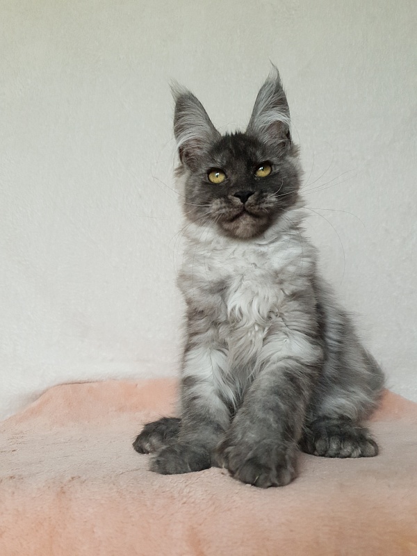 Darina  Akbars (polydactyl)67/66 - Kitten maine-coon 3 months 1 week