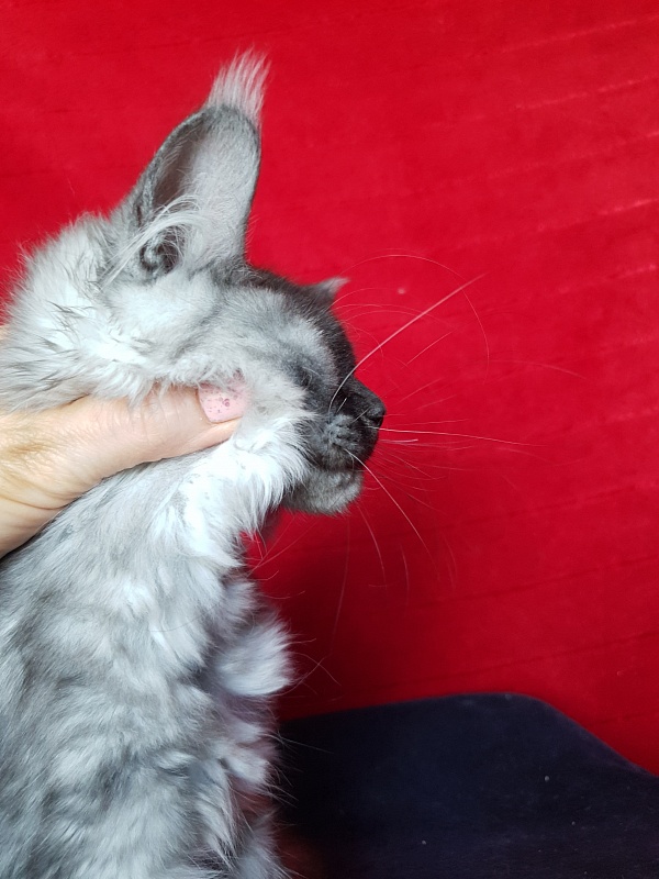 Darina  Akbars (polydactyl)67/66 - Kitten maine-coon 3 months 2.5 weeks