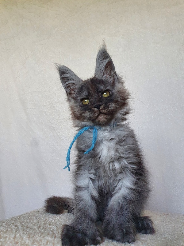 Darina  Akbars (polydactyl)67/66 - Kitten maine-coon 1 month 4 weeks