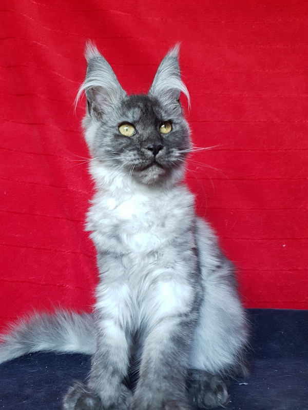 Darina  Akbars (polydactyl)67/66 - Kitten maine-coon 3 months 2.5 weeks