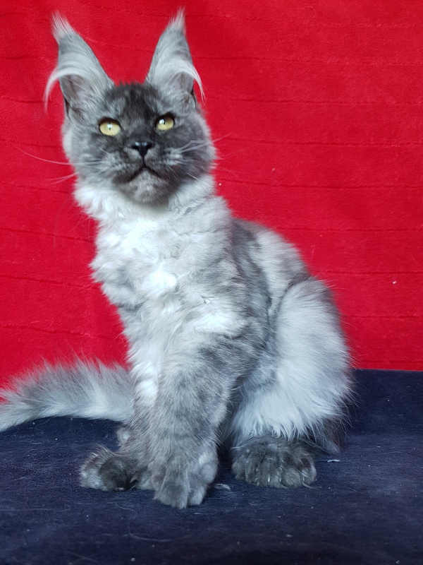 Darina  Akbars (polydactyl)67/66 - Kitten maine-coon 3 months 2.5 weeks