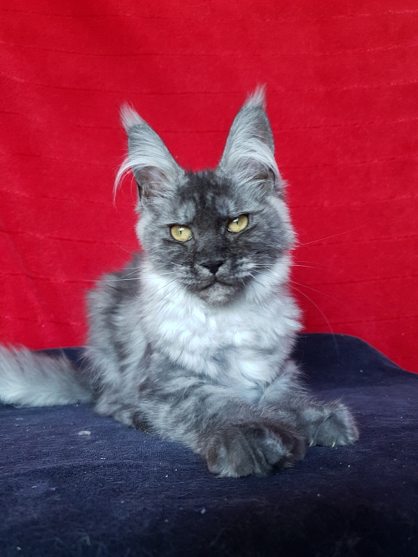 Darina  Akbars (polydactyl)67/66 - Kitten maine-coon 3 months 2.5 weeks