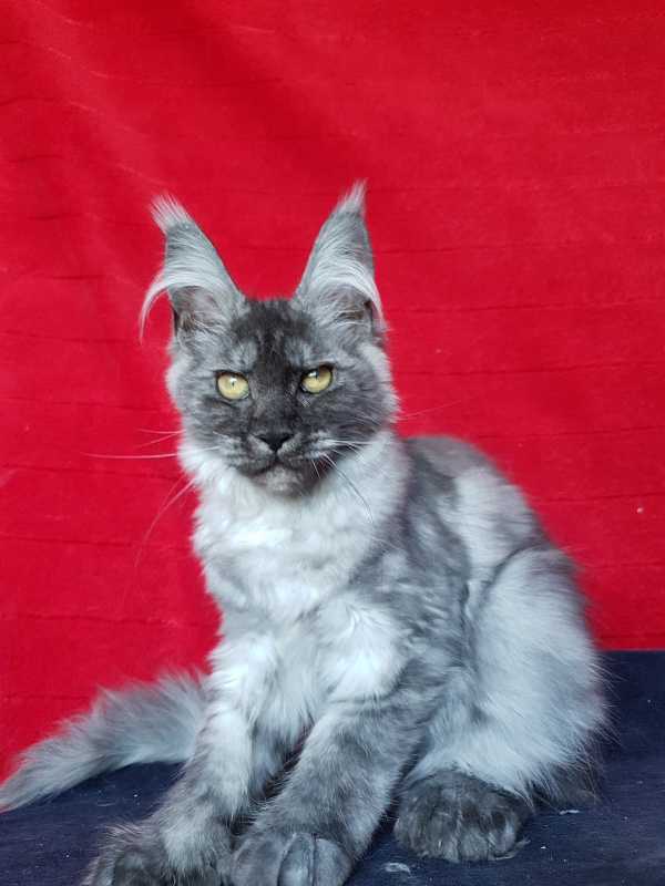 Darina  Akbars (polydactyl)67/66 - Kitten maine-coon 3 months 3 weeks