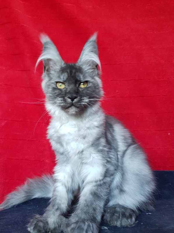 Darina  Akbars (polydactyl)67/66 - Kitten maine-coon 3 months 3 weeks