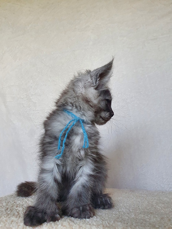 Darina  Akbars (polydactyl)67/66 - Kitten maine-coon 1 month 4 weeks