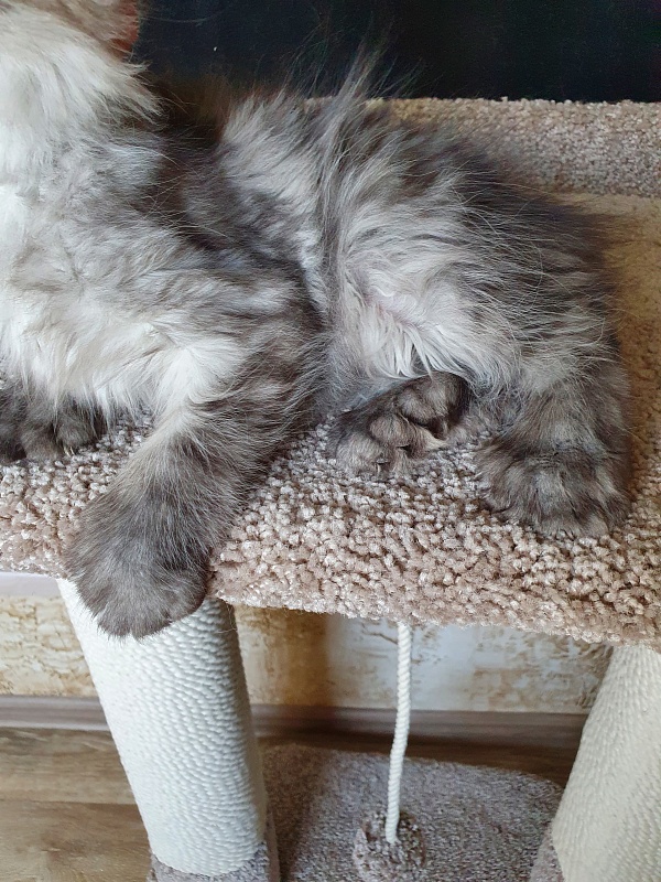 Darina  Akbars (polydactyl)67/66 - Kitten maine-coon 2 months 2 weeks