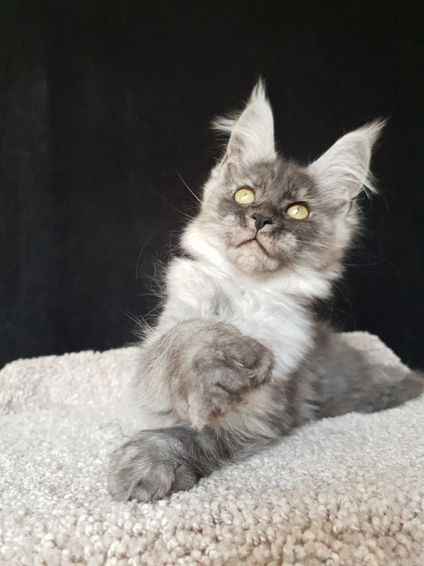 Darina  Akbars (polydactyl)67/66 - Kitten maine-coon 2 months 2 weeks
