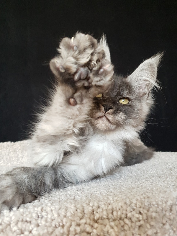 Darina  Akbars (polydactyl)67/66 - Kitten maine-coon 2 months 2 weeks